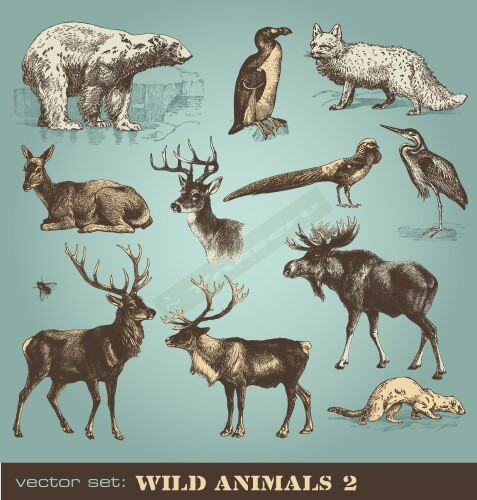 Wild animals engravings