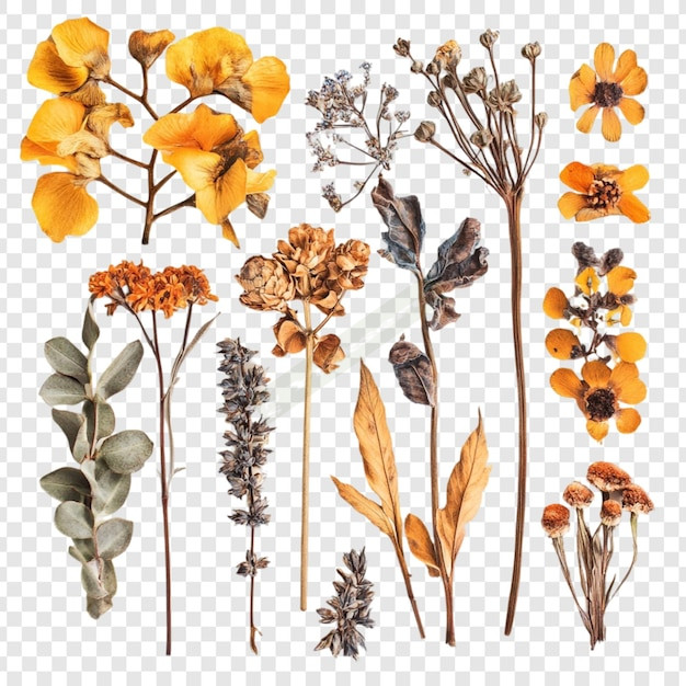 Botanicals