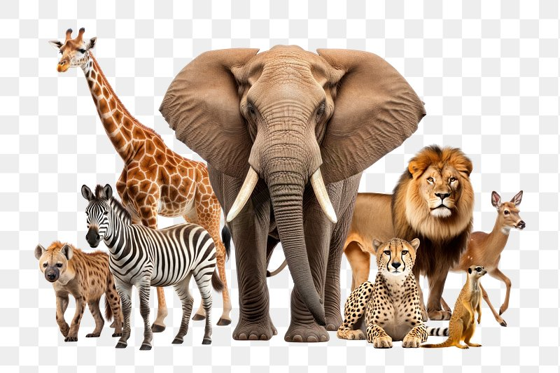 Png images animals
